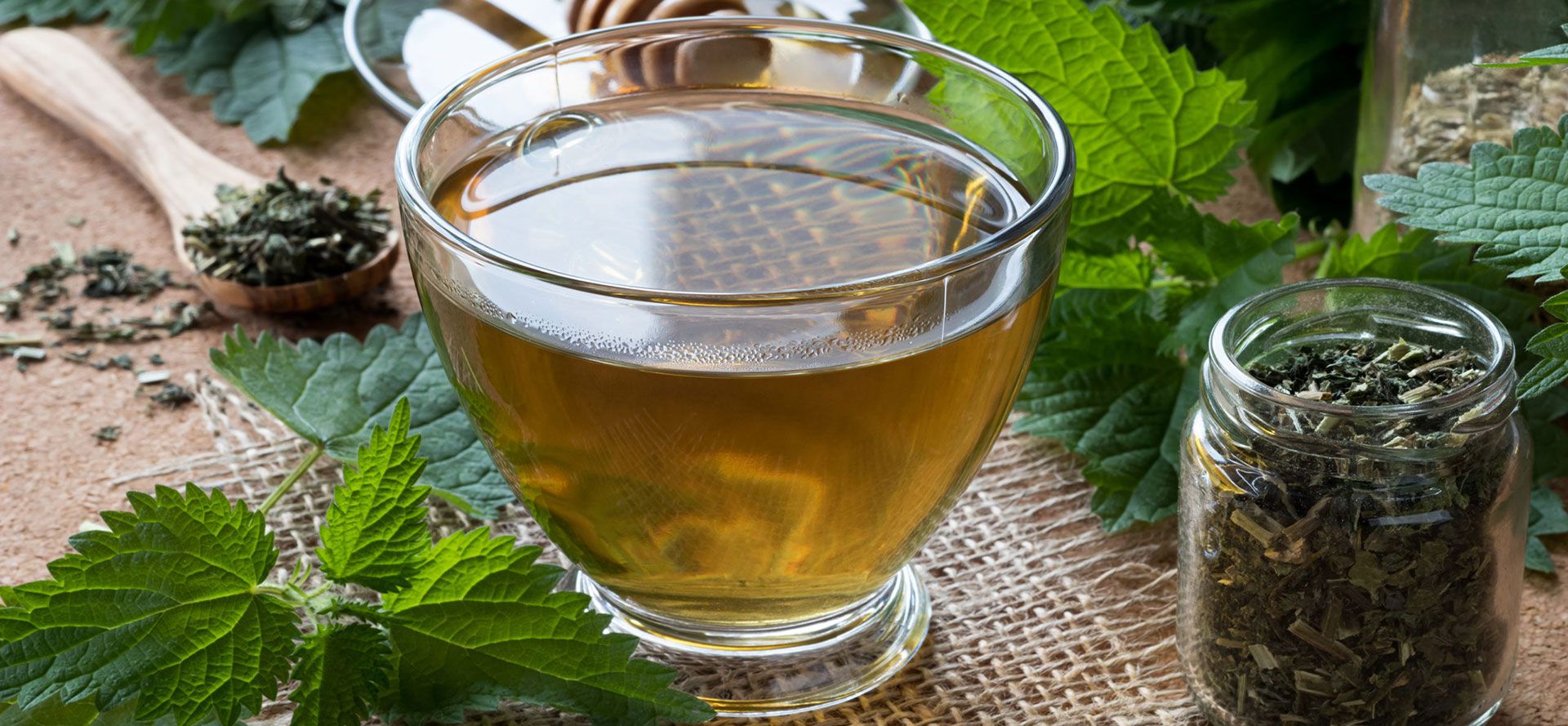 Best Nettle Root Tea For You.