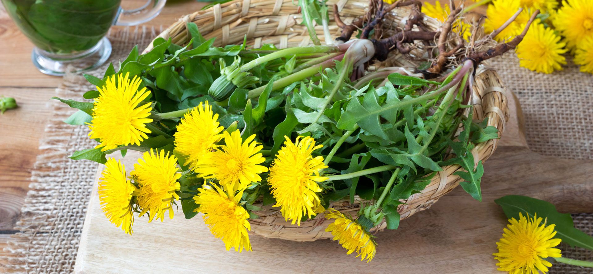 Dandelion Roots And Flowers For Tea For Weight Loss