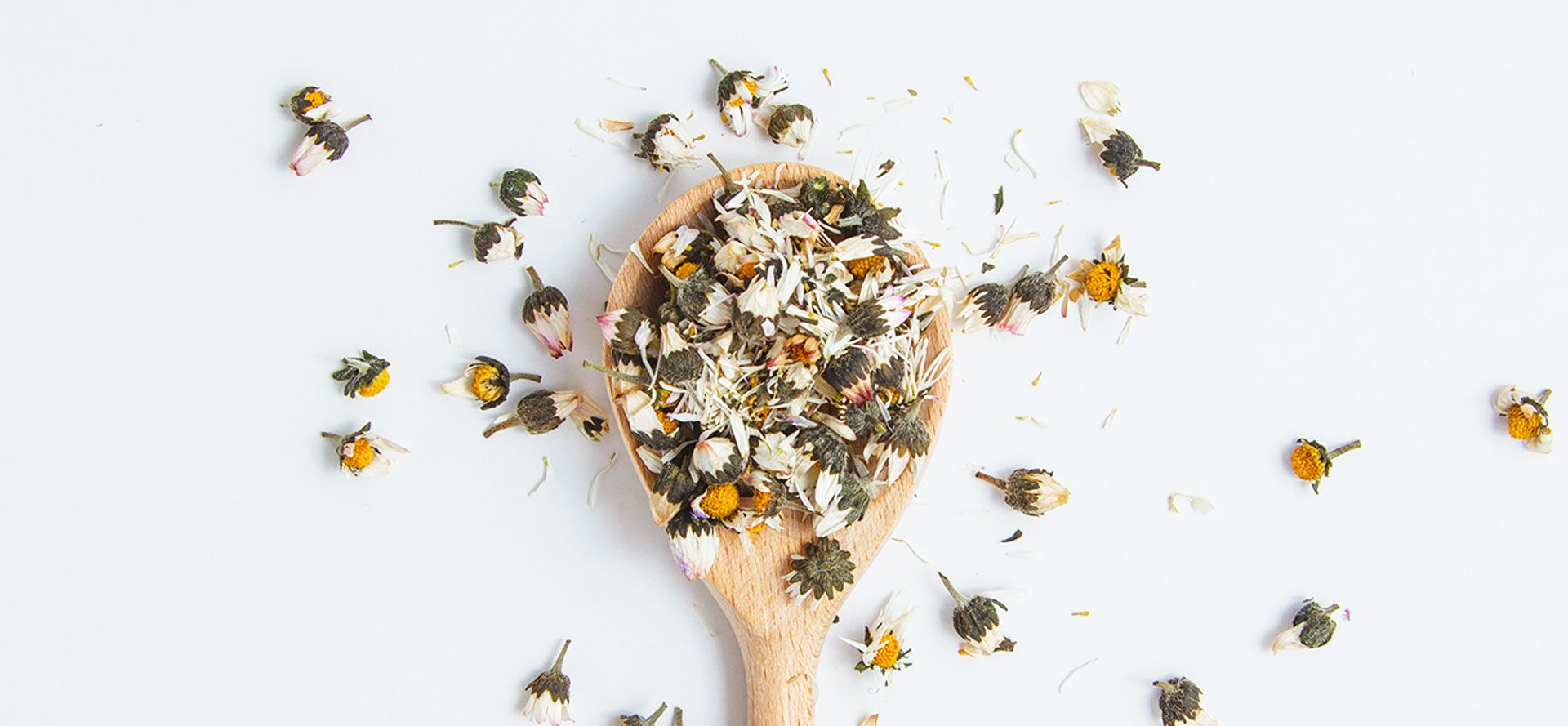 Dry Chamomile In A Spoon.