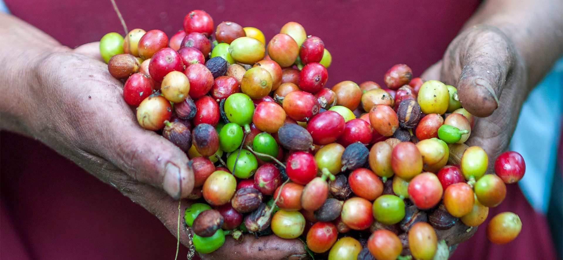 Fresh Organic Coffee Bean In Hands.