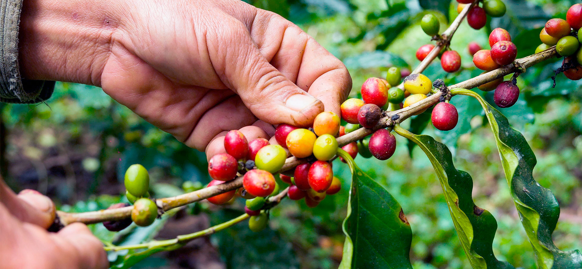 How Does Arabica Coffee Grow.