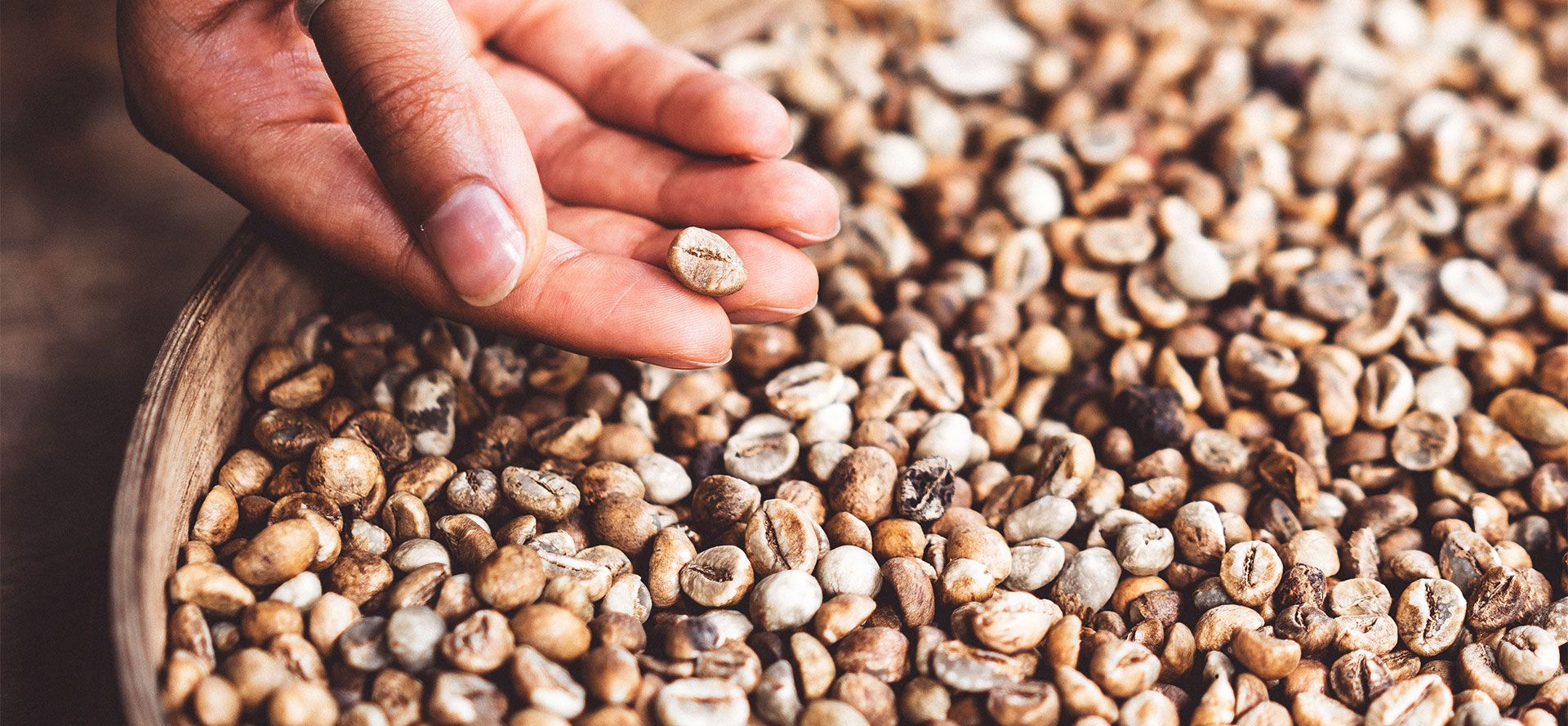 White Coffee Beans In Hand